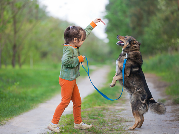 Training little hot sale dogs