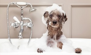 bathing-dog