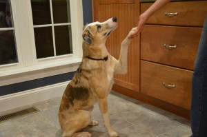 how_to_teach_your_dog_to_shake_hands