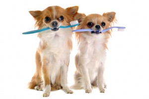 portrait of  purebred  chihuahuas with toothbrush  in front of white background