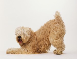 Softcoated Wheaten Terrier (Canis familiaris) standing on hind legs, front legs stretched out to front, head turned towards camera lens, hair covering eyes, side view.