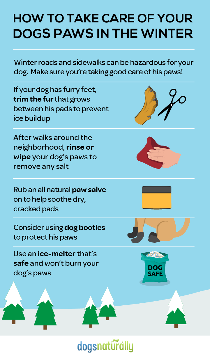 How to Properly Care for Your Dog's Paw Pads