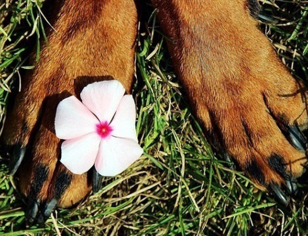 Paw Washers – The Alternative Paw Cleaner For Dog Walking