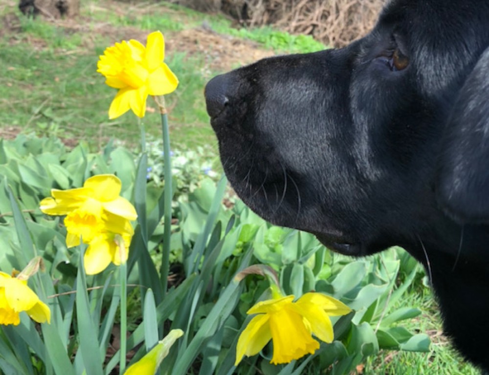 April showers bring May flowers but did you know…Some of our plants are not only dangerous but poisonous for our pets.