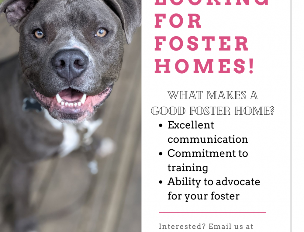 Dog Gone Walking Kitchener Waterloo Looking For Foster Homes For Local Dog Rescue!