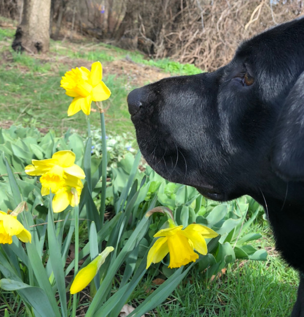 April showers bring May flowers but did you know…Some of our plants are not only dangerous but poisonous for our pets.