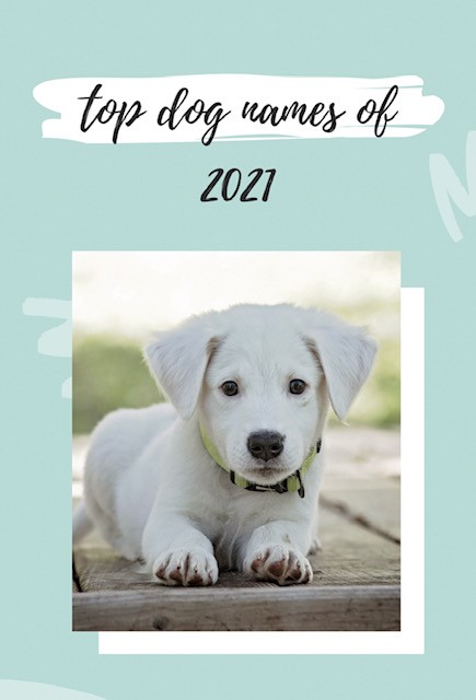 The Most Popular Pet Names of 2021