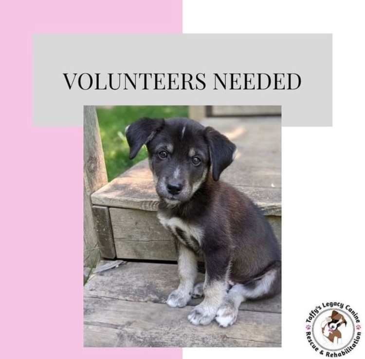 VOLUNTEERS NEEDED FOR LOCAL RESCUE.